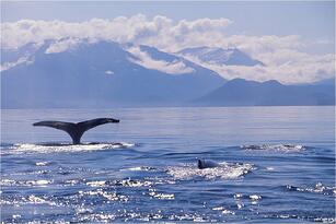 Alaskan Mountainous Coast