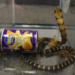 cobra shipped in potato chip can