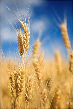 Wheat